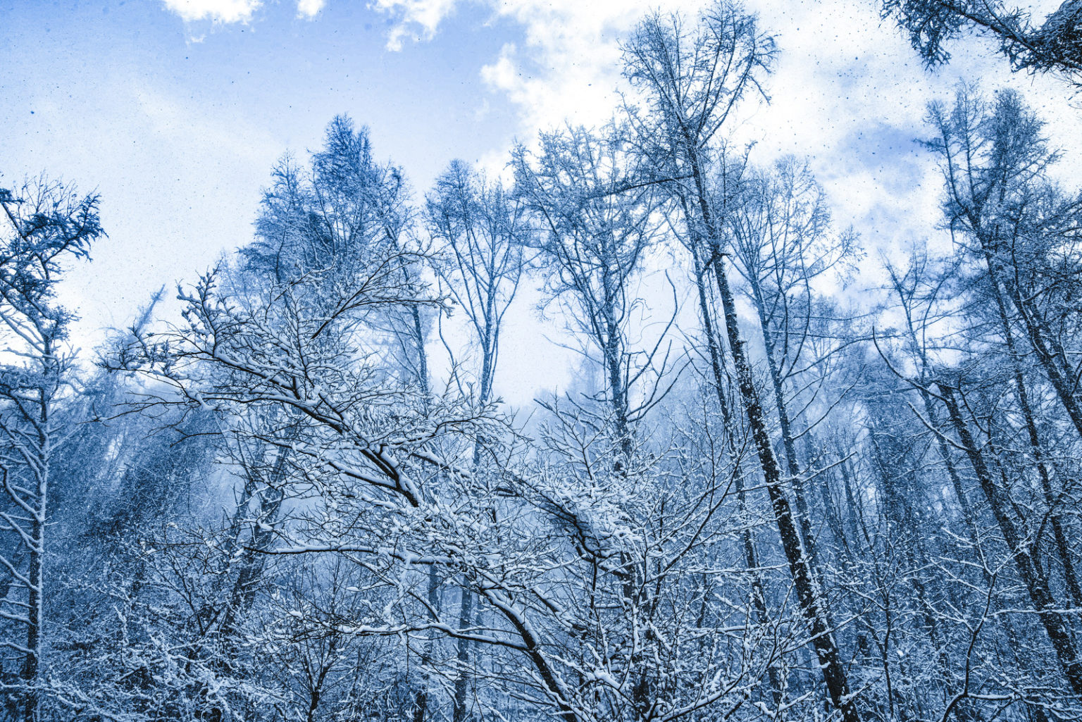 雪と凍った林