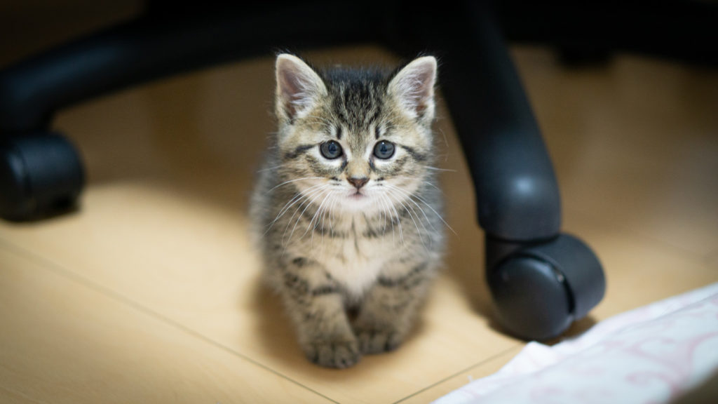 椅子の下の猫